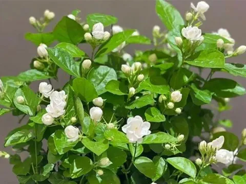 Top loài hoa không cần khoe sắc vẫn khiến người ta “nghiện” vì hương thơm, vị trí số 1 có mặt khắp Việt Nam