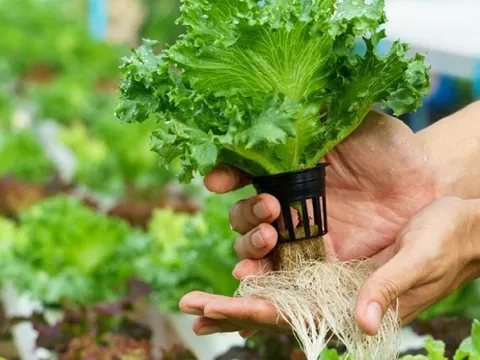 Không cần vườn, không cần đất: 3 loại rau vẫn thu hoạch đều mỗi tháng