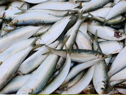 Không phải cá hồi: 3 loại cá “bé xíu” giá rẻ đầy chợ Việt nhưng "bổ ngang hàng", còn ít thủy ngân