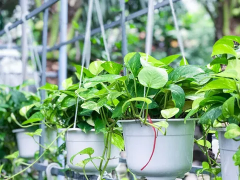 Ban công nhỏ vẫn "nở lộc", hóa “khu vườn trên cao” nếu chọn đúng cây: 5 loại cây vừa đẹp vừa dễ chăm, càng trồng càng thấy lời