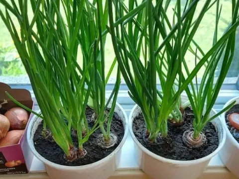 4 loại rau “dễ trồng như cỏ”, ít sâu bệnh, nhanh thu hoạch: Người mới cũng làm được