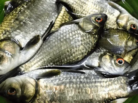 Quen mặt, giá rẻ nhưng "bổ như sâm": Người Việt ăn suốt nhưng ít ai biết 3 loại cá này tốt đến vậy