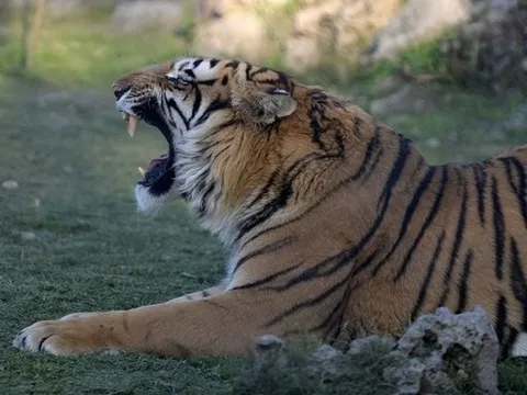 Đang hái lá, người phụ nữ 30 tuổi bị hổ dữ vồ tử vong thương tâm