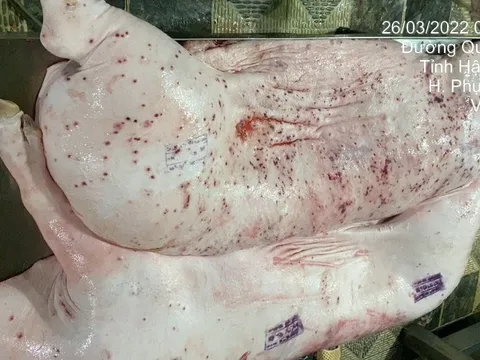 Thông tin mới nhất về việc xử lý cán bộ thú y đóng dấu sai vụ C.P. Việt Nam