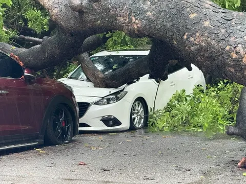 Liên tiếp sự cố cây đổ ở Hà Nội: Cây xà cừ cổ thụ bật gốc, đè nát 2 ô tô ở phố Trung Kính