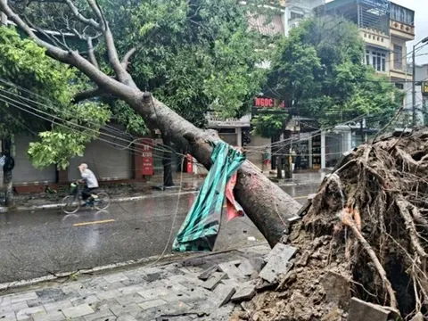 Thanh Hóa: Thương tâm Bí thư thôn tử vong do cây đổ trúng người khi đang về nhà sau ca trực chống bão số 10