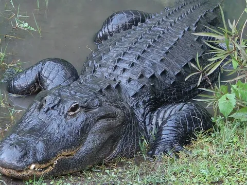 Huy động công an, quân đội truy bắt cá sấu sổng chuồng cắn người khi đang câu cá