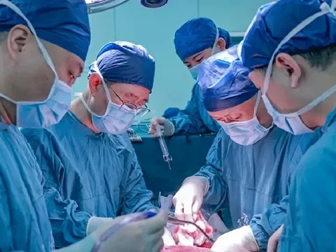 Bước ngoặt y học: Bệnh nhân Trung Quốc sống 171 ngày nhờ ghép gan lợn biến đổi gen