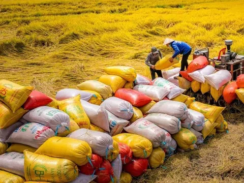 Giá lúa gạo xu hướng tăng: Liên kết chuỗi giá trị, kỳ vọng bứt phá