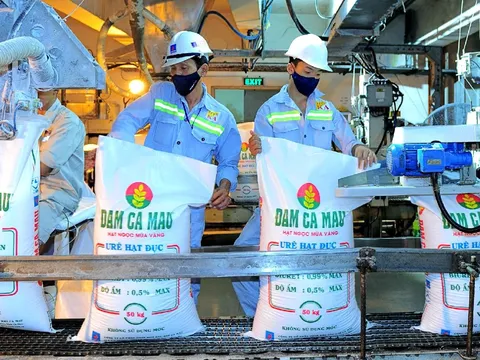 Đạm Cà Mau (DCM) chốt ngày thanh toán cổ tức năm 2023 bằng tiền mặt, tỉ lệ 20%