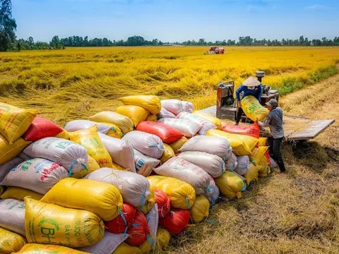 'Hạt ngọc' Việt Nam có giá đắt đỏ nhất thế giới