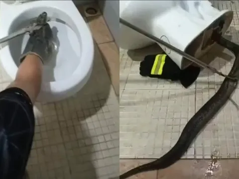 Chủ nhà hoảng hốt khi rắn lớn bất ngờ chui ra từ bồn cầu