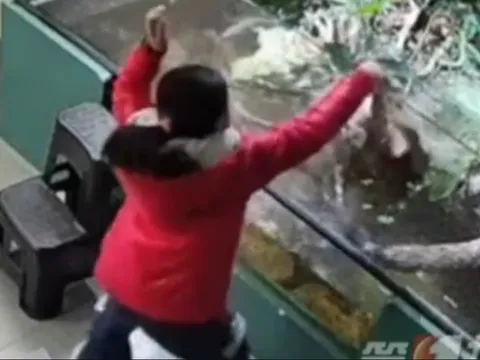 Clip: Bé gái 9 tuổi bất ngờ bị cá sấu cắn vào tay, trách nhiệm thuộc về ai?