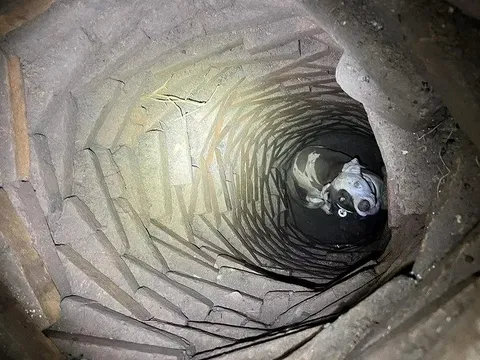 Nghe thấy tiếng động lạ dưới sàn nhà, người đàn ông giật mình khi phát hiện sinh vật này