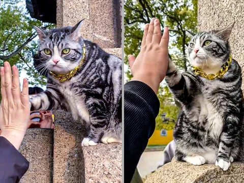 Chú mèo "high-five" gây sốt tại ngôi đền ở Trung Quốc: Vừa đáng yêu, vừa mang lại may mắn cho du khách