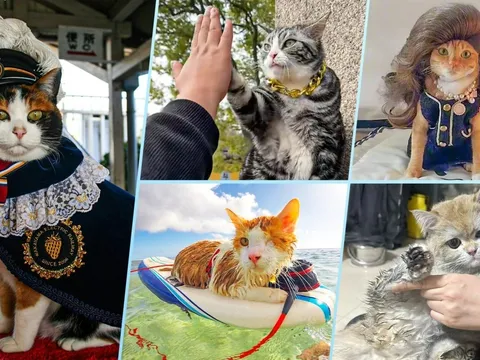 Những "ngôi sao" mèo nổi tiếng làm say đắm lòng người: Từ mèo "thời trang" đến mèo "high-five"