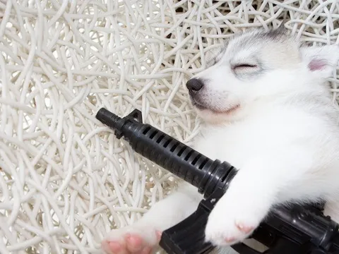 Mỹ: Chú chó cưng bất ngờ "nổ súng", chủ nhà may mắn thoát chết