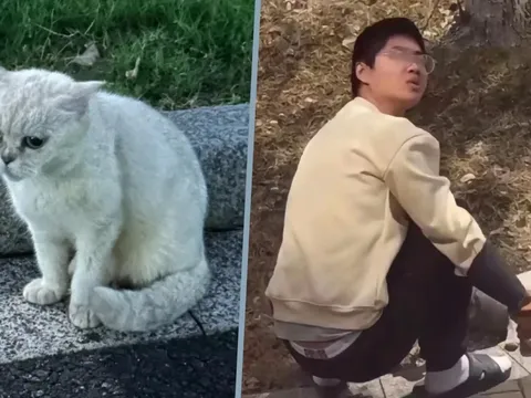 Gã đàn ông hành hạ, giết hại mèo nhận án phạt "nhẹ tựa lông hồng" khiến dân mạng phẫn nộ