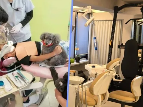 Muôn vàn sáng tạo của ngành nha khoa Nhật Bản: "Cung cấp" chó trị liệu, mở quán cafe và phòng gym để hút khách