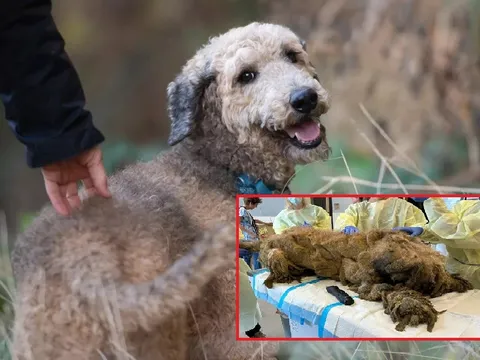 Hành trình kỳ diệu của chú chó Poodle: Từ bị bỏ rơi với lớp lông dày cộm đến khi trở thành người bạn 4 chân hạnh phúc
