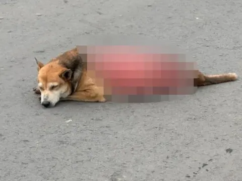 Bị lột da sống, chú chó hoang chết thảm khiến các tổ chức bảo vệ động vật nhanh chóng vào cuộc