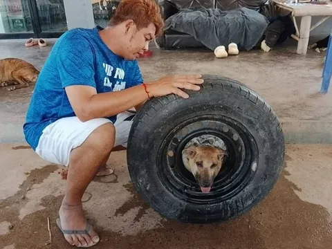 Chú chó "báo thủ" khiến chủ bất lực vì kẹt đầu vào bánh xe, phải chờ cứu hộ giải cứu