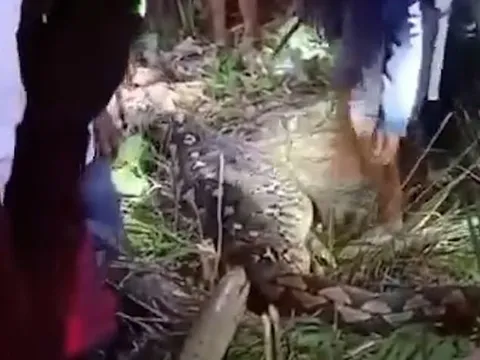 Rợn người khoảnh khắc phát hiện thi thể người mẹ trong bụng trăn 8 mét ở Indonesia