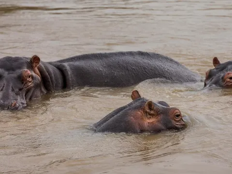 Hàng chục chú hà mã chết bất thường, nguyên nhân do đâu?