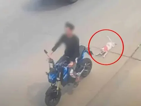 Thương tâm cảnh chú chó bị kéo lê 600m trên đường, lý do đưa ra khiến cộng đồng mạng phẫn nộ