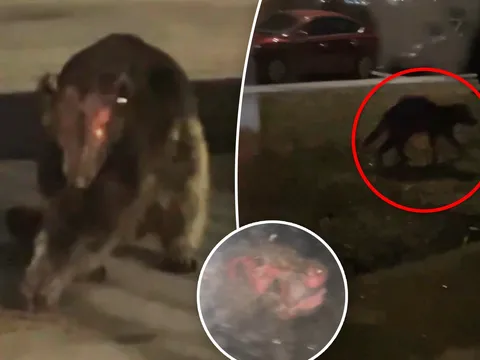 Sinh vật bí ẩn gây rúng động mạng xã hội: Quỷ hút máu dê chupacabra hay gấu hoang mắc bệnh?