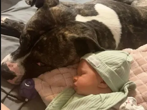 Em bé 7 tháng tuổi tử vong thương tâm dưới nanh vuốt của chú chó cưng từng ôm ấp mỗi ngày