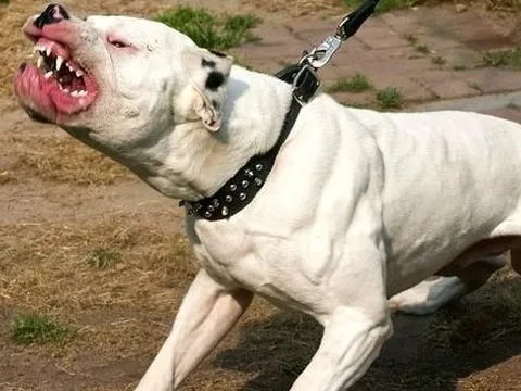 "Nó đã có thể giết cháu": Bé gái 9 tuổi bị chó pitbull cắn xé, suýt mất mạng ngay trước cửa nhà