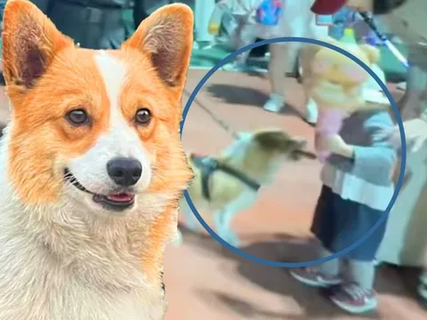 "Cảnh sát Corgi" bị phạt vì... ăn vụng xúc xích khi đang tuần tra: "Tội này quá đáng yêu để phạt"