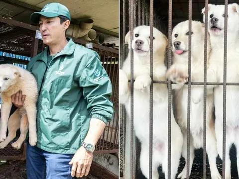 “Chúng không thèm ăn, chỉ cần được yêu thương": Ngôi sao “The Wheel of Time” giải cứu 67 chú chó khỏi cái chết