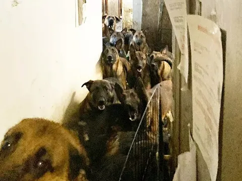 Giải cứu 40 chú chó bị nhốt trong căn hộ chật kín giữa lòng New York