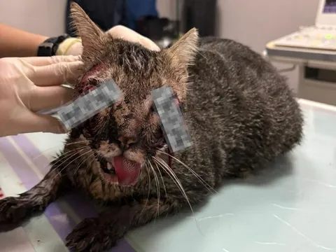 Chú mèo được cả khu phố yêu quý bỗng chết tức tưởi, nghi bị hành hạ dã man