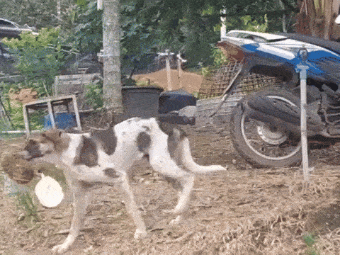 Chó cưng mưu mẹo, chờ chủ đi rồi mới gặm hết sầu riêng, không sót múi nào