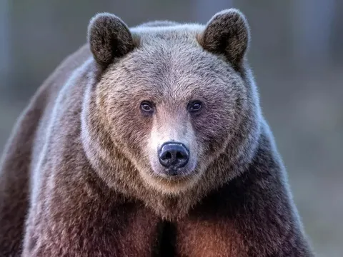 Dắt chó đi dạo trong rừng, người phụ nữ bất ngờ bị gấu tấn công nguy kịch