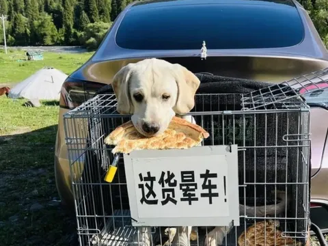Chó cưng bị say xe, người chủ chế lồng đặc biệt đưa đi "phượt" khắp Trung Quốc gây bão MXH