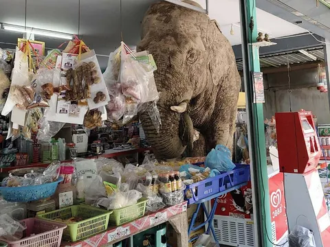 Voi rừng bất ngờ "vi hành" vào tiệm tạp hóa: Gặm bánh, ăn trứng, phá nhẹ rồi thản nhiên bỏ đi khiến chủ tiệm "khóc thét"