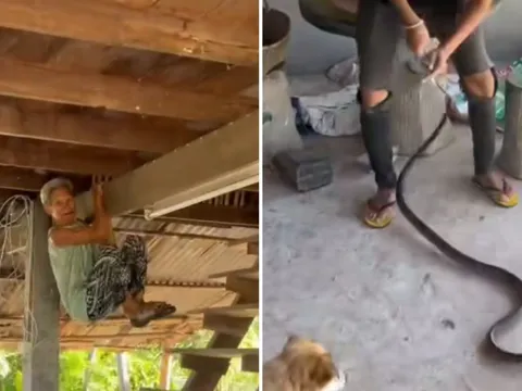 Cụ bà 80 tuổi khiến dân mạng “há hốc” khi đu mình trên xà nhà để trốn rắn bò vào nhà