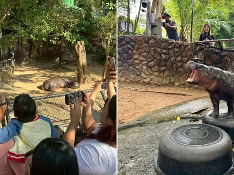 Cậu bé 6 tuổi mắc ung thư qua đời sau khi được gặp chú hà mã Moo Deng: Nguyện vọng cuối cùng đã thành hiện thực