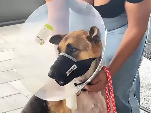 Bị cá sấu ngoạm đầu, kéo xuống hồ, chú chó Zeus sống sót kỳ diệu