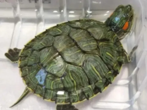 Vụ bé trai thiệt mạng vì rùa rơi từ trên tòa cao tầng: Tòa án phán quyết ra sao?