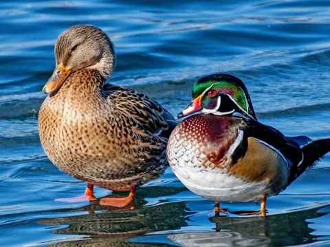 Chuyện tình hiếm thấy giữa 2 loài vịt giữa New York: Lãng mạn, kỳ lạ, được ví như “Romeo và Juliet”