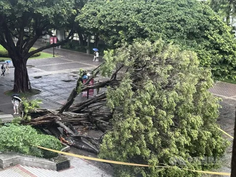 Cây đa bật gốc đè chết nam sinh ngay trước mắt bạn gái