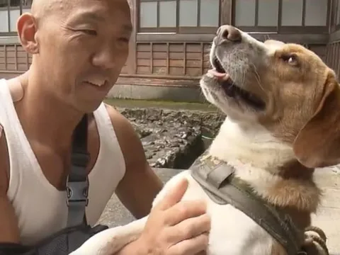 Chú chó từng bị bỏ rơi cứu sống sư thầy khỏi móng vuốt gấu hoang