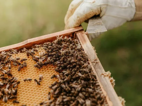 “Giờ tôi sẽ giết các anh!”: Cụ ông bất ngờ thả cả đàn ong tấn công cảnh sát vì bị kiểm tra nồng độ cồn