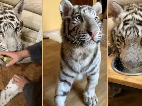 Danh tính cô gái nuôi hổ trắng gần 3,5 tỷ đồng, cho ngủ cùng mỗi đêm: Dân mạng phát sốt vì độ chịu chi