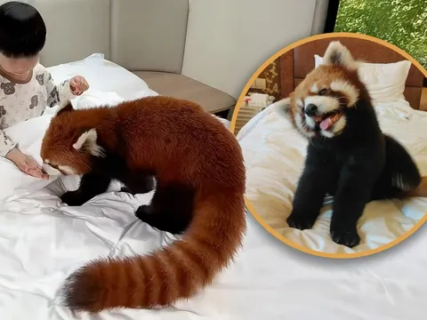 Ngủ dậy đã thấy gấu trúc đỏ bò lên giường, nũng nịu đánh thức, du khách thích thú nhưng chuyên gia lo lắng